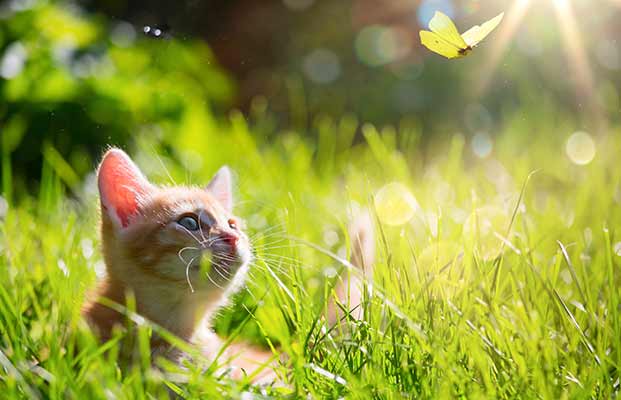 Eine Katze im Gras