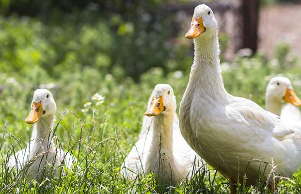 Vier Gänse im Gras