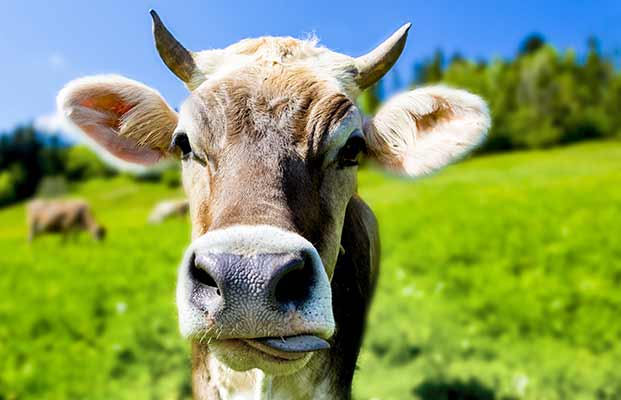 Ein Portrait von einer Kuh