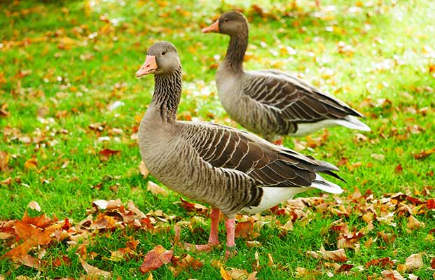 Zwei Enten im Garten