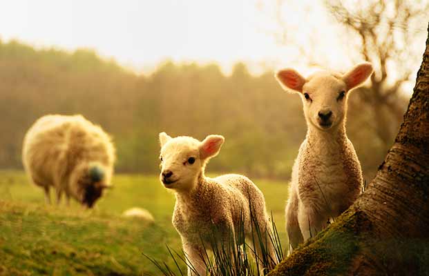 Zwei neugierige kleine Schafe