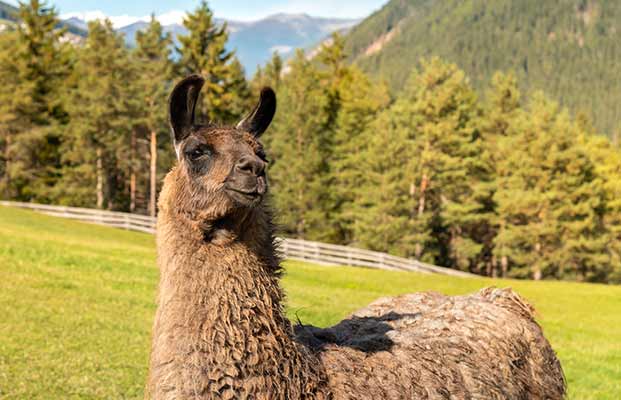 Ein Lama auf einer Wiese