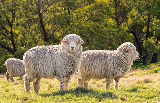 zwei Schafe auf einer Wiese