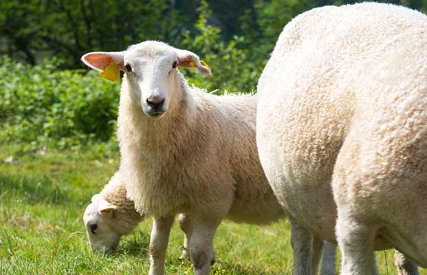 Ein Schauf auf einer Wiese mit weiteren Schafen