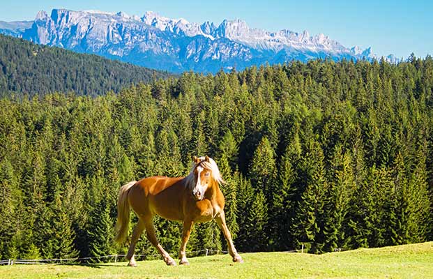 Ein Pferd und im Hintergrund die Berge Südtirols
