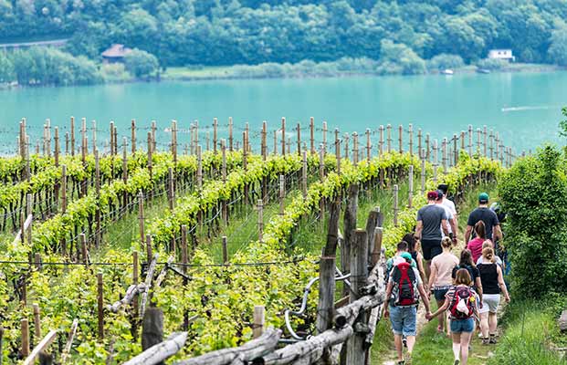 Spaziergang bei den Weinreben