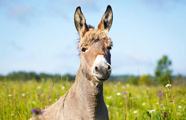 Ein junger Esel im hohen Gras