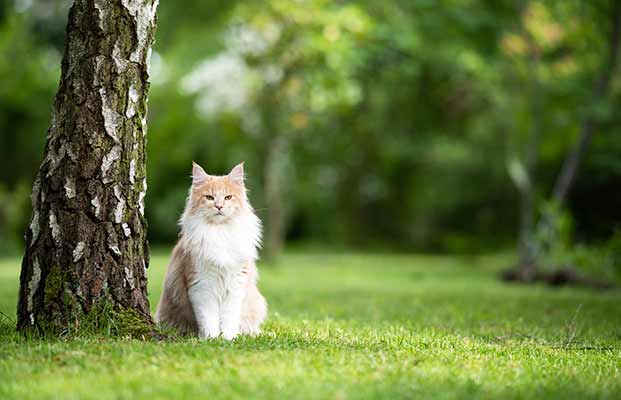 Eine Katze unter einem Baum