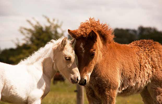Zwei Ponys