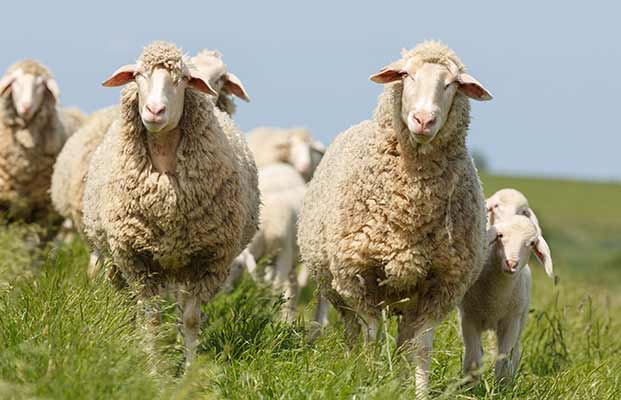 Eine Herde Schafe auf einer Wiese