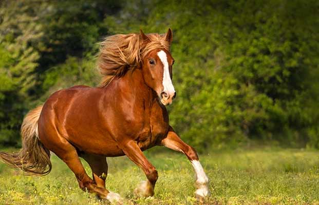 Ein rennendes Pferd