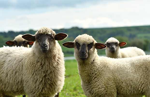 Vier neugierige Schafe