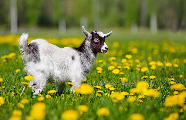 Eine junge Ziegen zwischen vielen Busterblumen