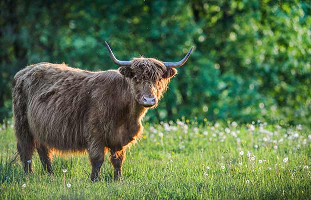 Ein Hochlandrind auf einer Wiese