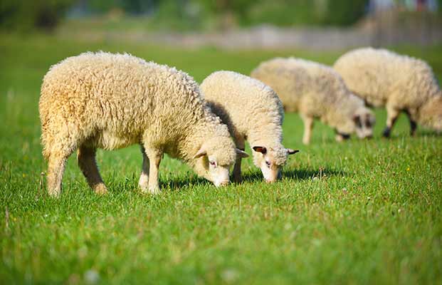Vier fressende Schafe