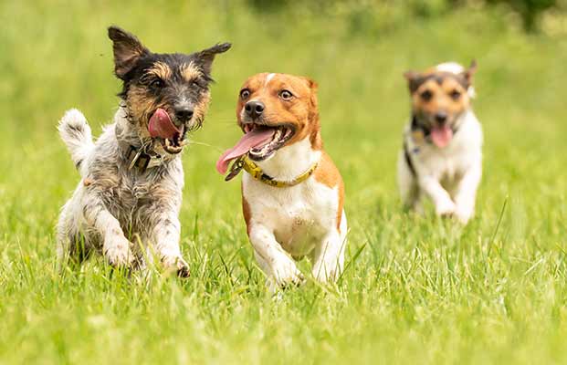 Drei junge Hunde beim spielen