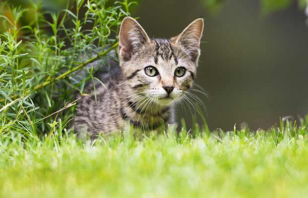 Eine junge Katze auf Nahrungssuche