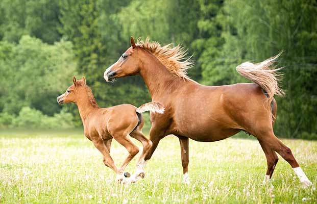 Ein Fohlen und ein Pferd beim laufen