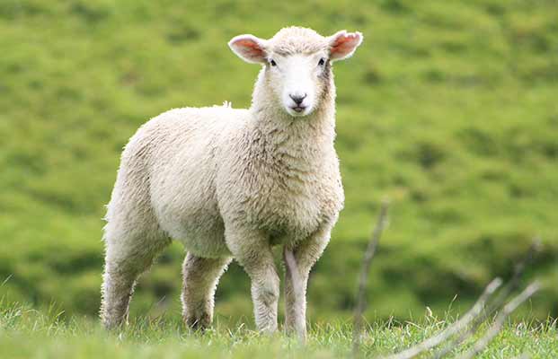 Ein Schaf in der Ferienregion Montan