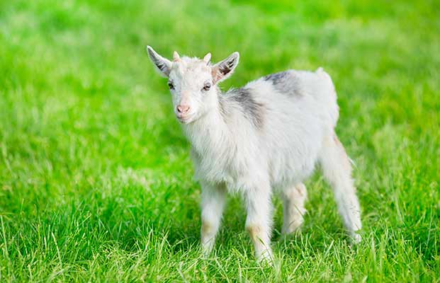 Eine junge Ziege auf einer Wiese