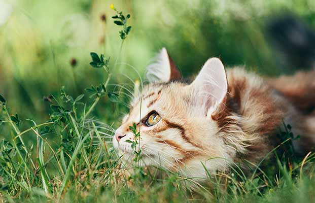 Eine Katze beobachtet