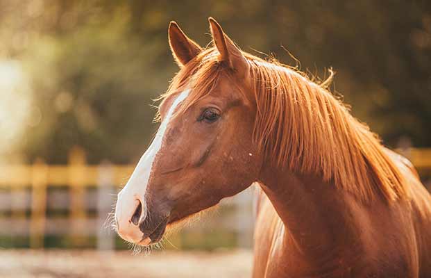 Ein Pferd im Abendlicht