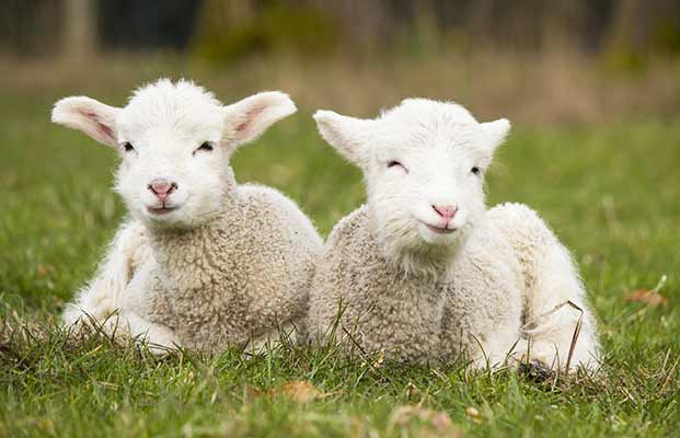 Zwei junge Schafe auf einer Wiese