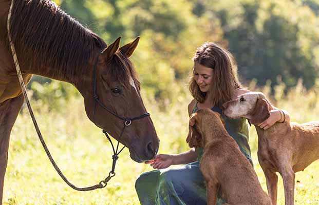 Pferde mit einer Frau und Hunden