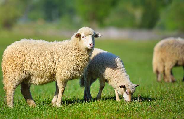 Fressende Schafe