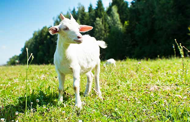 Eine junge Ziege auf einer Wiese