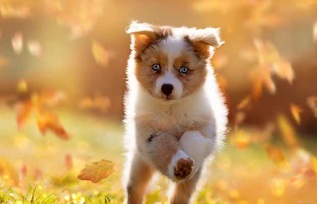 Ein junger Hund im Herbst