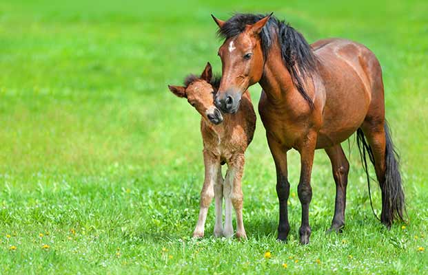 Ein Fohlen mit seiner Mutter