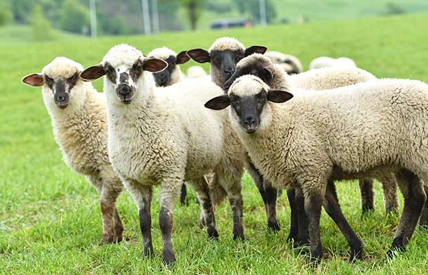Eine Herde voller Schafe