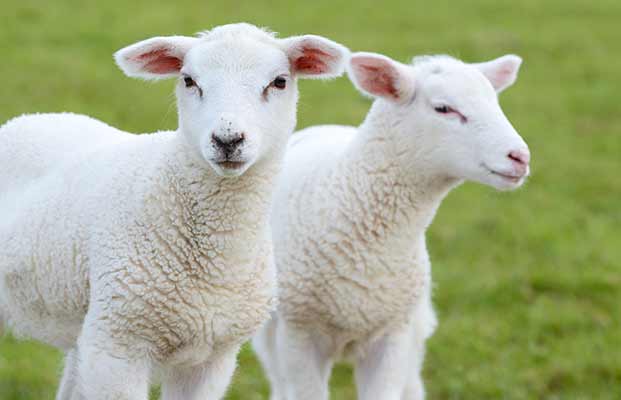 Zwei junge Schafe