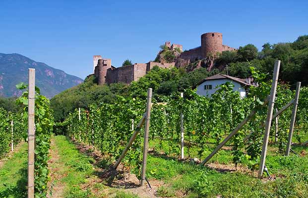 Schloss Sigmundskron mit den Weinreben 