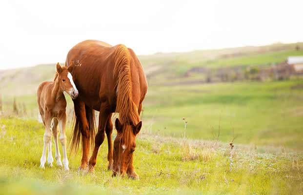 Pferd mit Fohlen