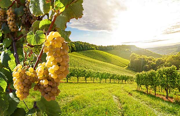 Weinreben in Terlan