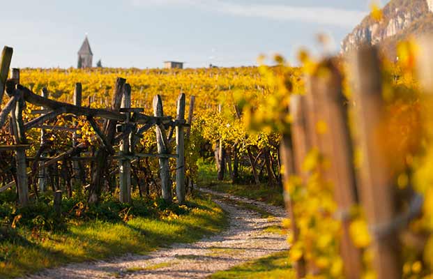 Blick auf die Weinreben von Tramin