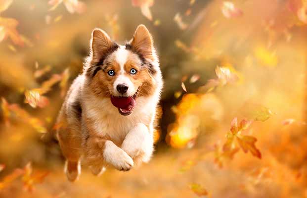 Ein fröhlicher Hund im Herbst