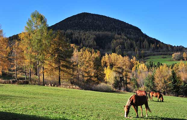 Pferde auf einer Wiese in Truden