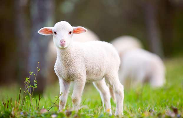 Ein kleines Schaf auf einer Wiese