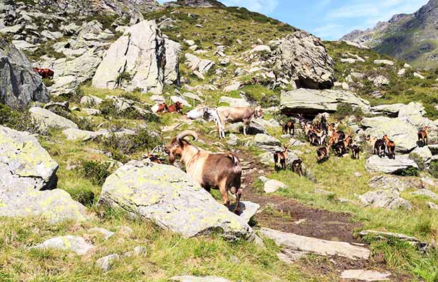 Wanderweg mit Ziegen