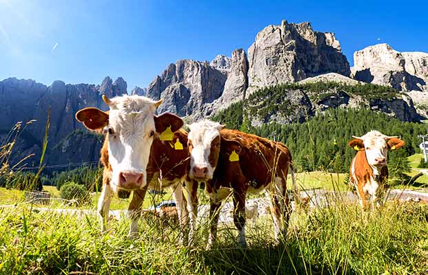 Kühe auf der Alm