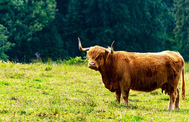 Hochlandrind auf einer Wiese