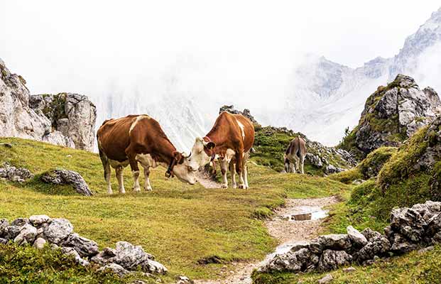 Kühe in den Dolomiten
