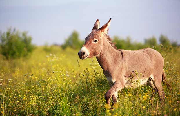 Esel im hohen Gras