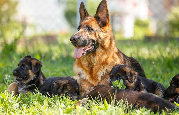 Hund mit Welpen im Garten