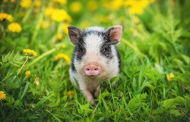 Ferkel mit Blick in die Kamera