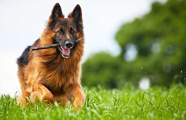 Hund mit Stock im Mund