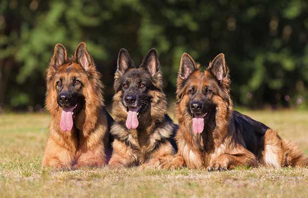 Drei liegende Hunde